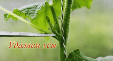 Potřebuji odlomit knír z okurek na otevřeném poli a ve skleníku a proč